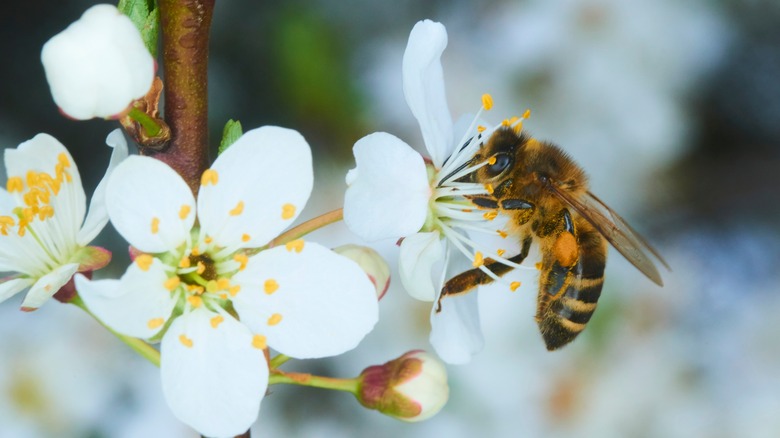 A honey bee pollinating apple blossoms