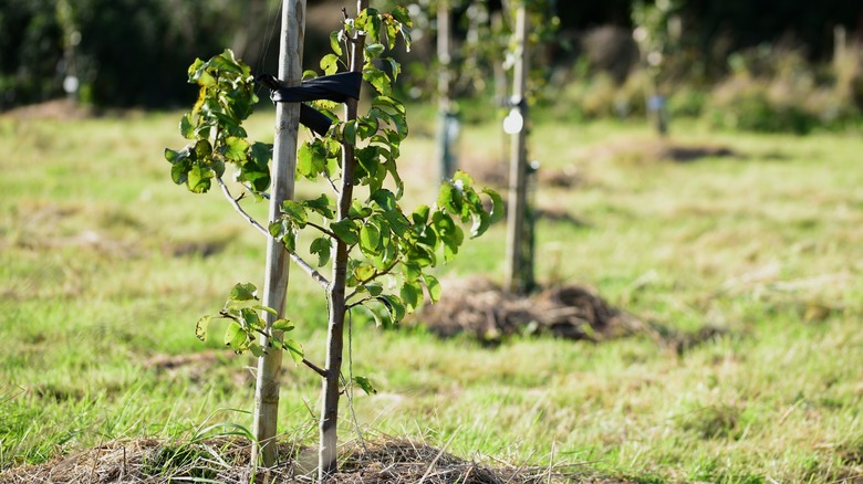 Young apple trees with plenty of growing room