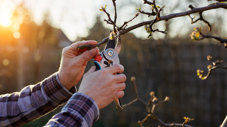 A gardener pruning apple tree in late winter