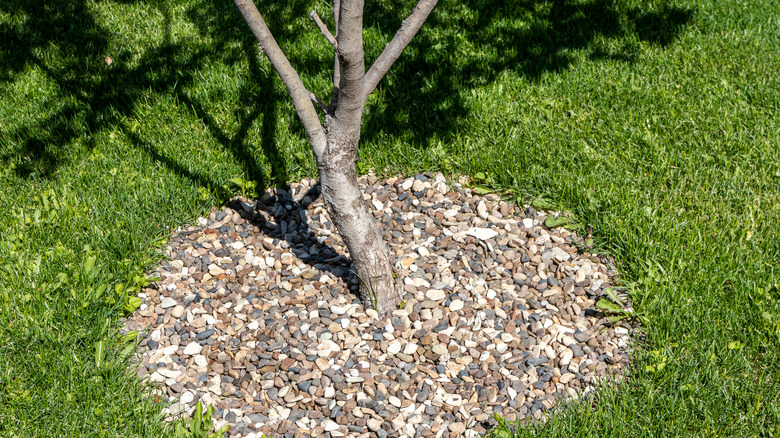 Gravel mulch applied in a circle around the base of an apple tree