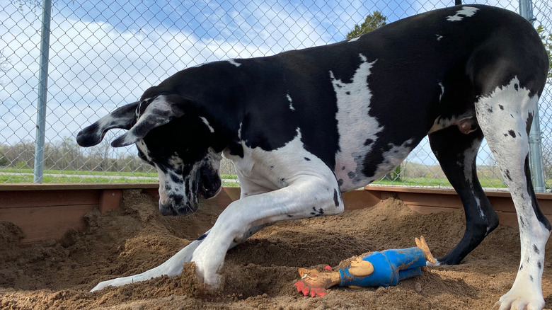 Dog playing in sand box