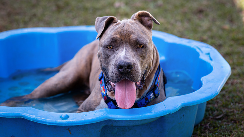 Dog in pool