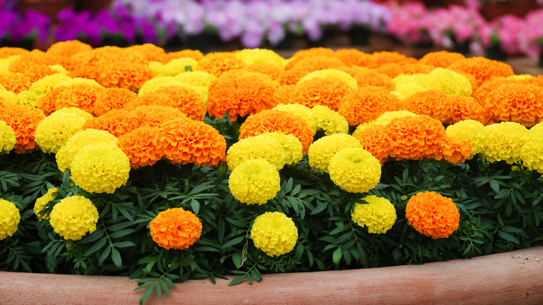 Flea-repellent marigolds