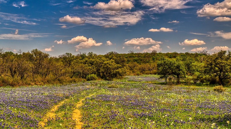 wildflowers in texas field