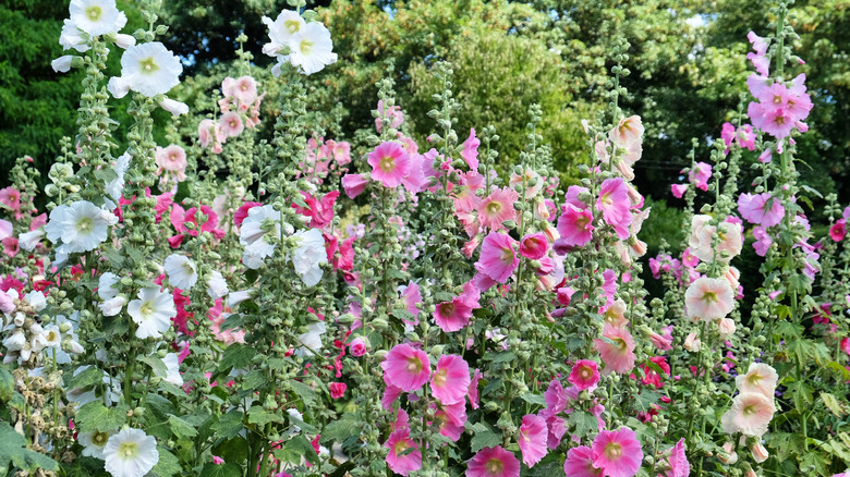 Pink and white hollyhocks in bloom