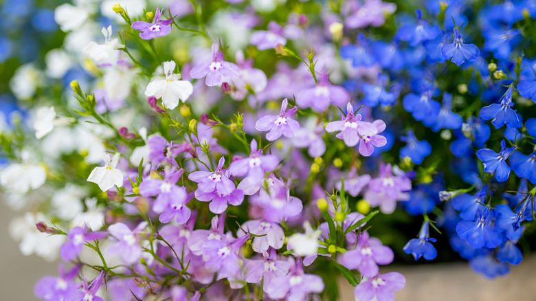 Purple and white lobelias in bloom