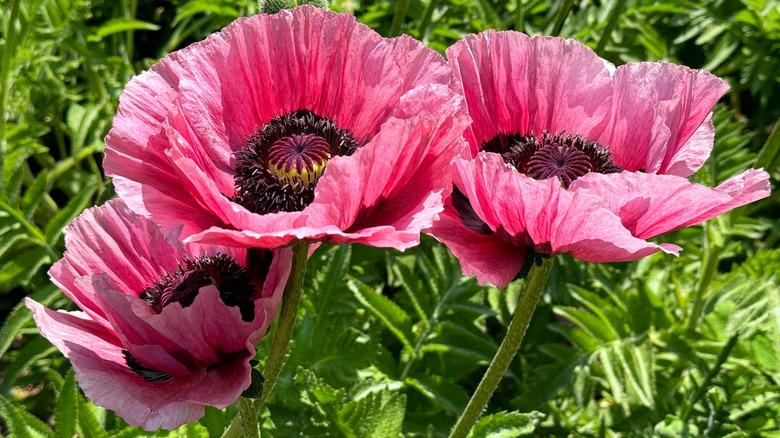 Close-up of a pink oriental poppy