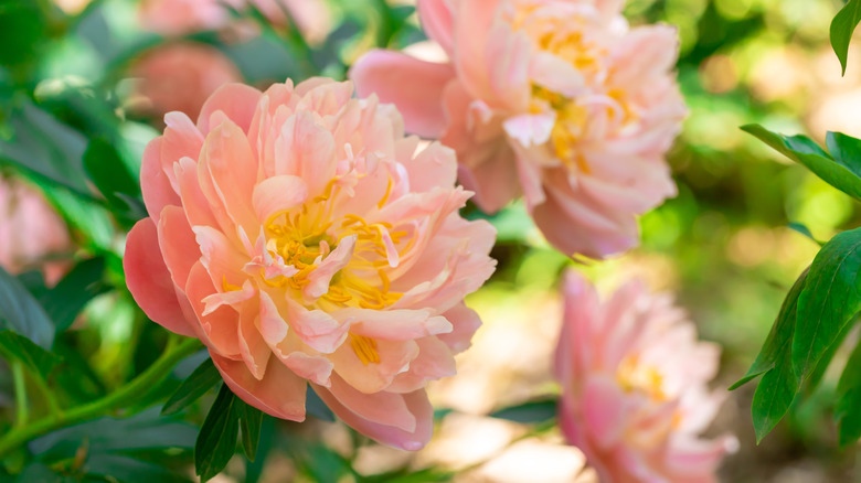 Close-up of a light pink peony bloom