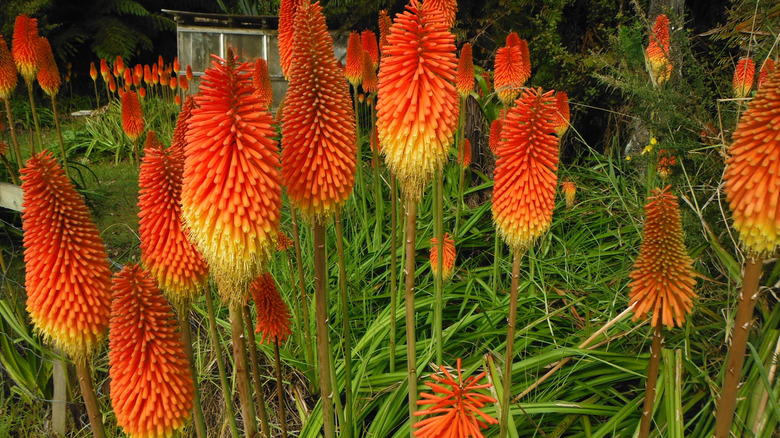 Red hot poker flowers