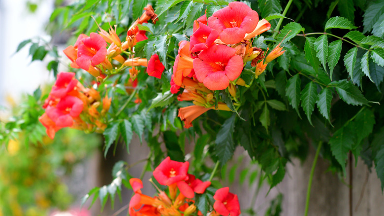 Orange and red trumpet vine in bloom