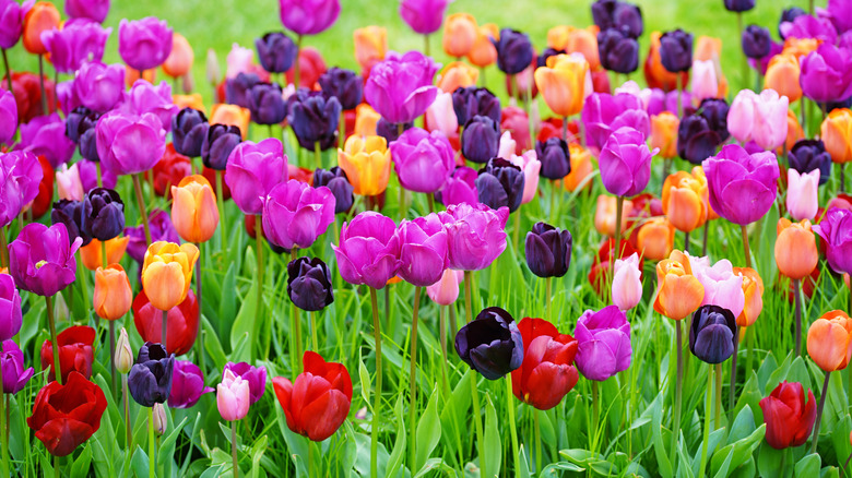 Purple, orange, and red tulips in bloom