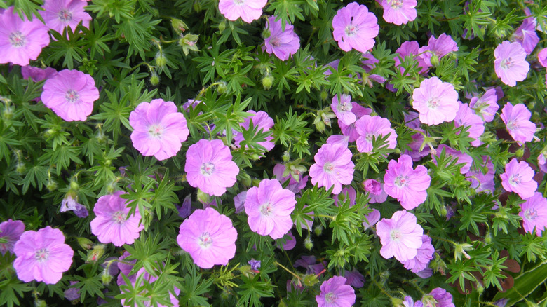 Purple bloody cranesbill flowers in bloom