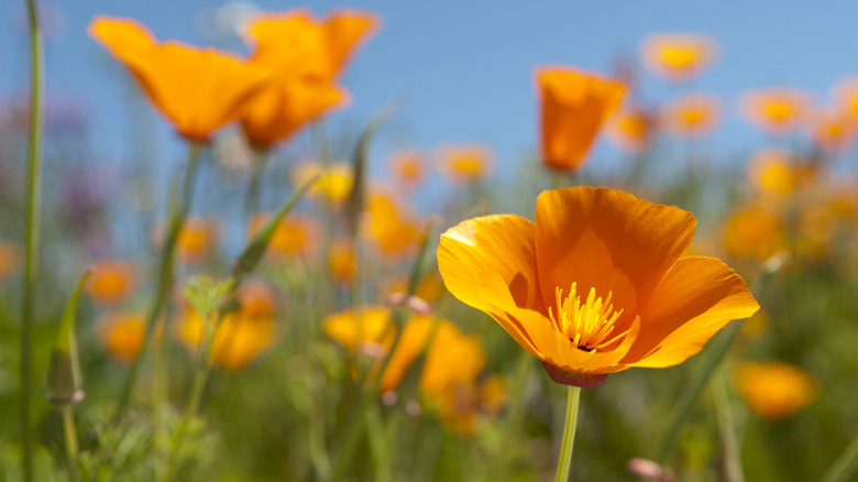 Close-up of a orange California poppy in a field