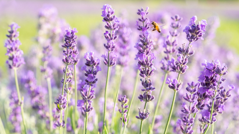 Close-up of lavender in a field