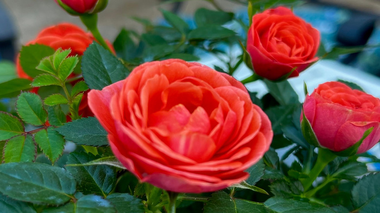 Close-up of red miniature roses