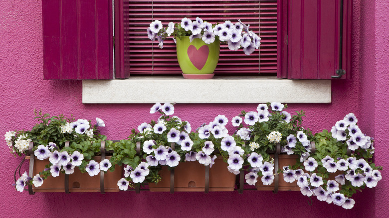 Purple petunias in a window planter on a pink house