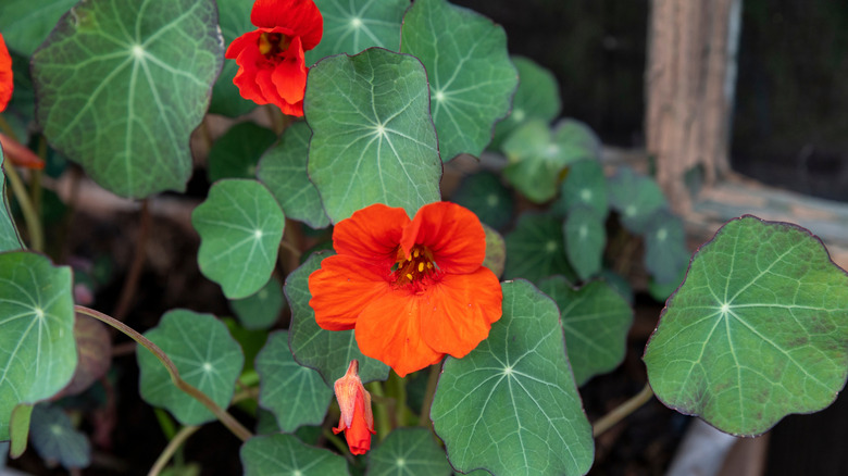 Red orange nasturtium flowers in bloom