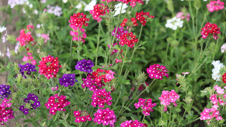 Purple, pink, and white verbena flowers in garden