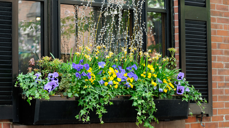 Flowers in a window planter