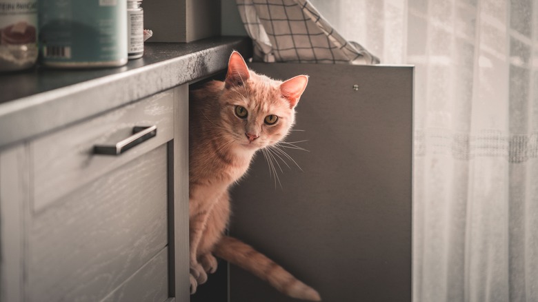 Cat peering out of cabinet