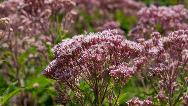 Flowering sweet Joe pye weed with groups of small pink blooms and green foliage.