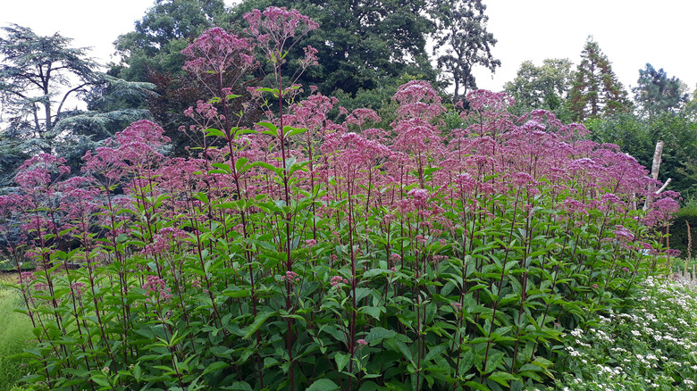 A grouping of tall-blooming Joe-Pye weed with purple cluster flowers, shorter white flowers growing lower nearby