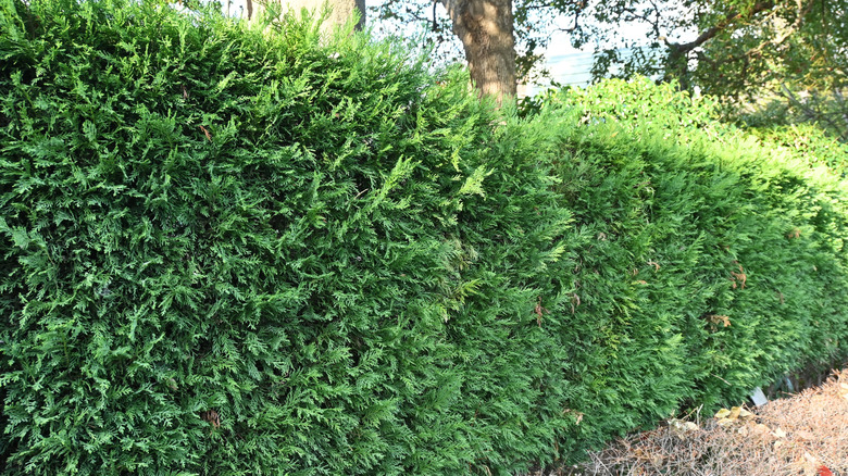 Leyland cypress privacy hedge