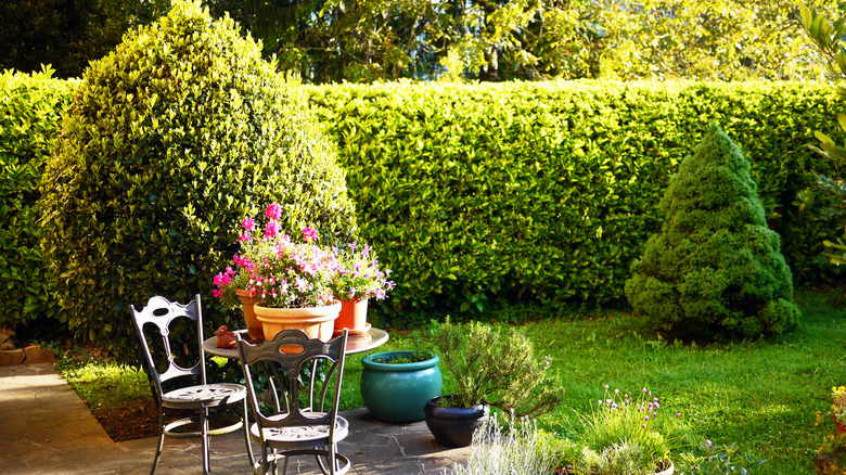 Privacy trees in a yard