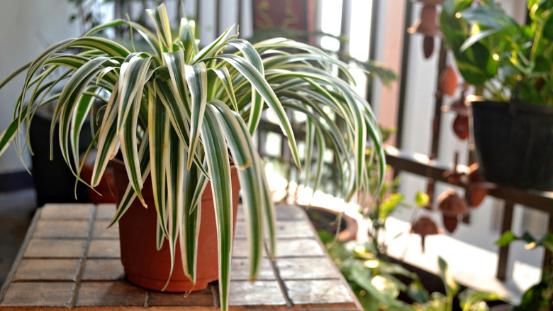 Spider plant on table