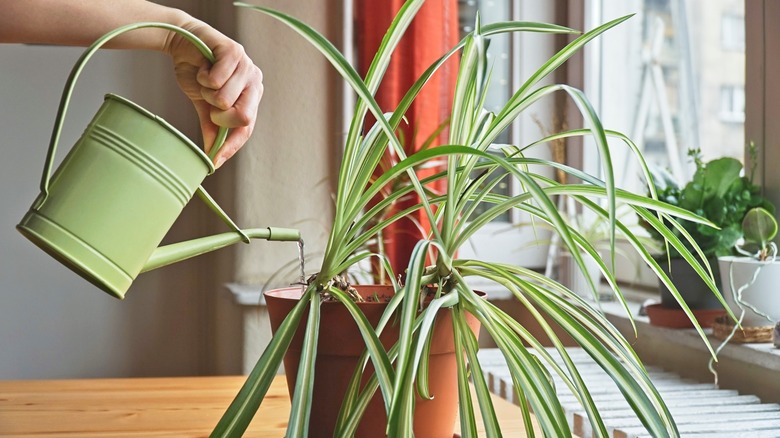 Watering spider plant