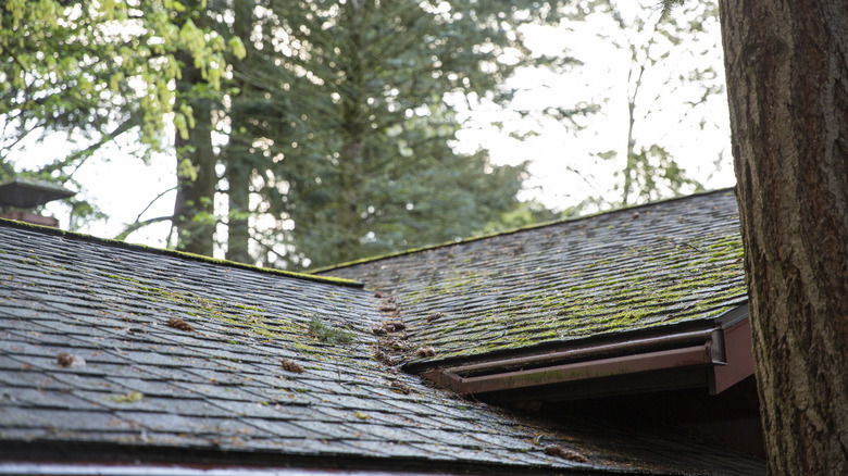 An old, moss-covered roof