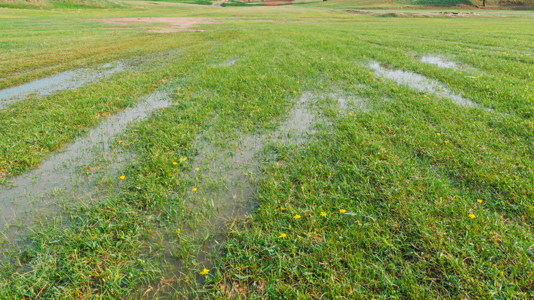 Several puddles in the yard