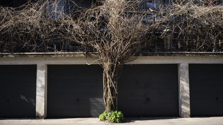 Tall plant in front of garage