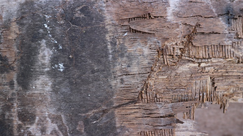 Damaged roof sheathing