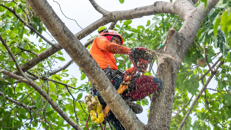 person trimming tree outside