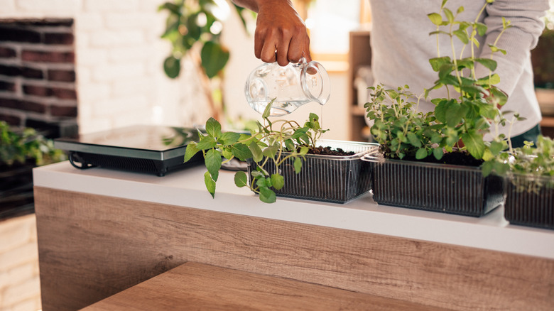 Person watering indoor plants on counter