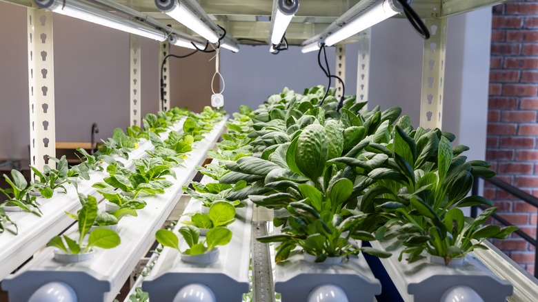 Plants growing in hydroponic system under grow lights