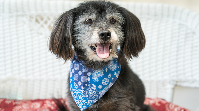 An older gray dog wearing a blue bandana and seems to be smiling