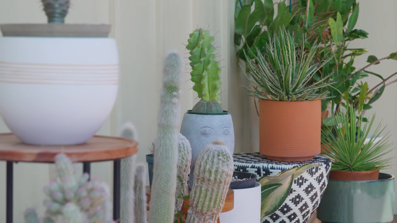 Bretman Rock's cacti and plants