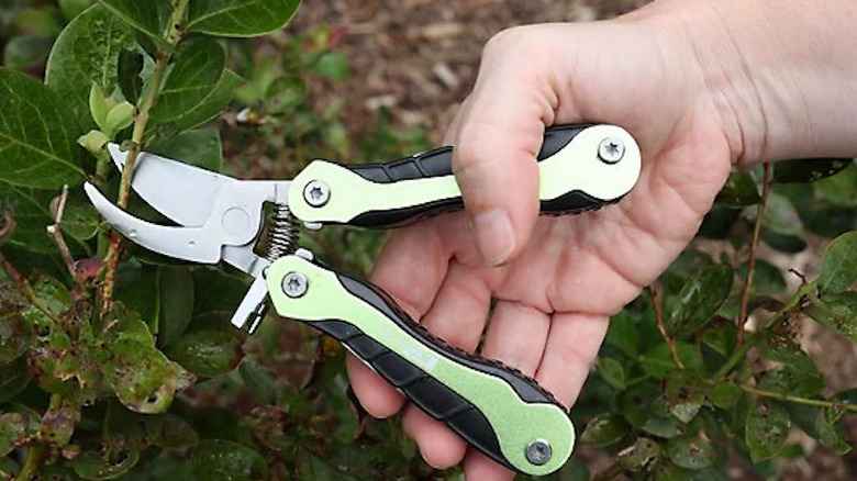 A person pruning with the AccuSharp tool