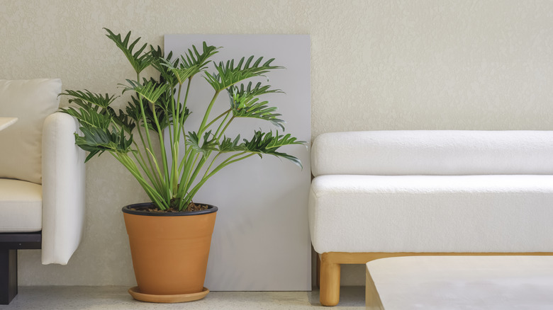 A large potted Philodendron 'Xanadu' features large ruffled leaves against a white wall and white couches.