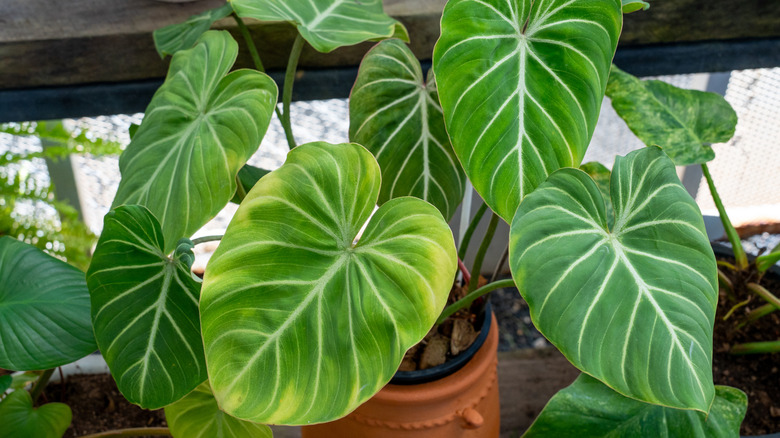 The large leaves of a Philodendron 'Gloriosum' grow out of a terracotta pot.