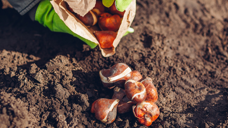 fall bulbs in bag