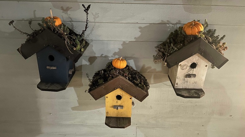 birdhouses with roof gardens