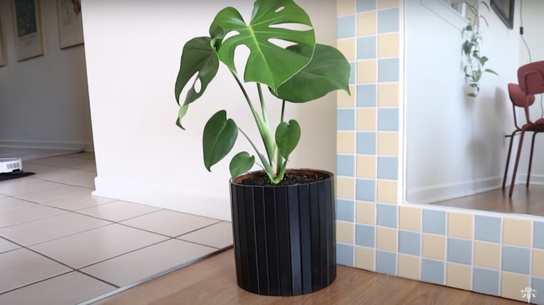 black planter with plant inside