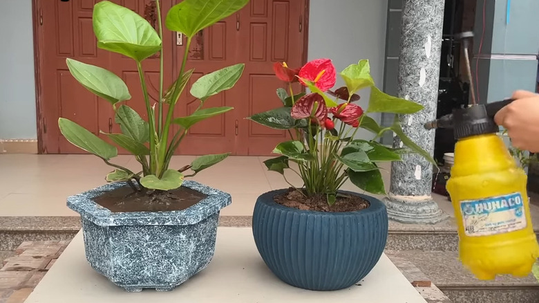 plants in concrete flower pots