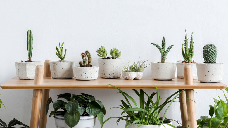 https://www.housedigest.com/img/gallery/transform-cheap-plastic-pots-into-chic-cement-planters/intro-1691427235.jpg