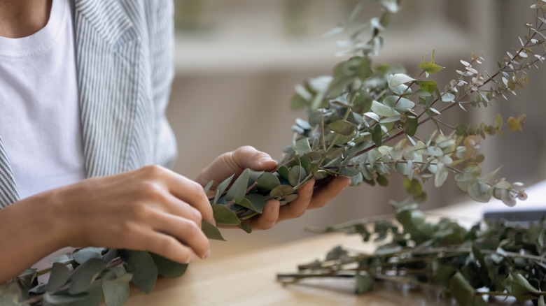 A woman's hands are holding a bunch of eucalyptus fronds