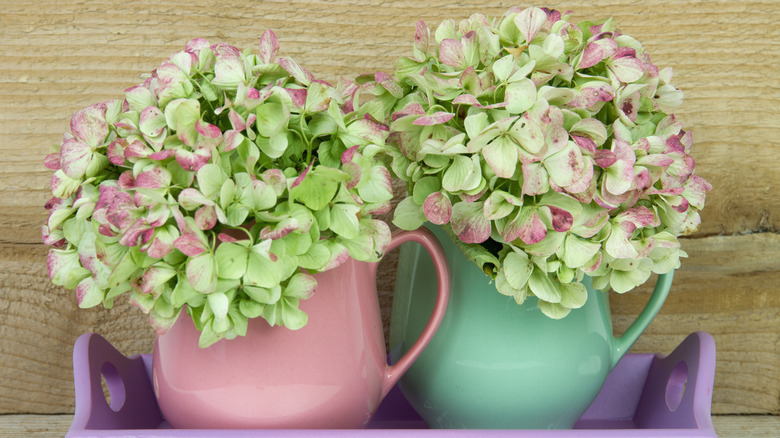 hydrangeas in coffee cups