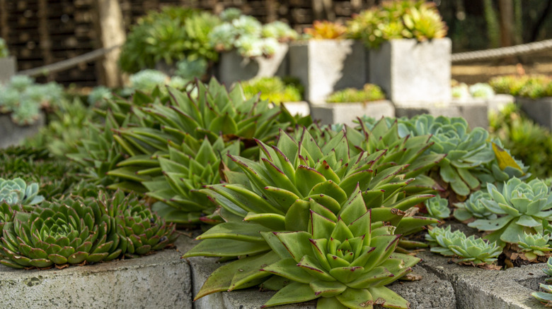 vertical cinder block planter